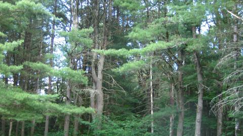 Dufferin Bridge Methodist Cemetery - IMG_0228.JPG
