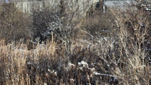 Photo from Belleville CN North industrial line (not operational)