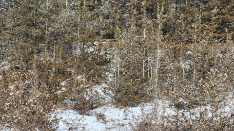 Belleville CN North industrial line (not operational) - 20250111_131951.jpg