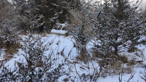 Photo from Belleville CN North industrial line (not operational)