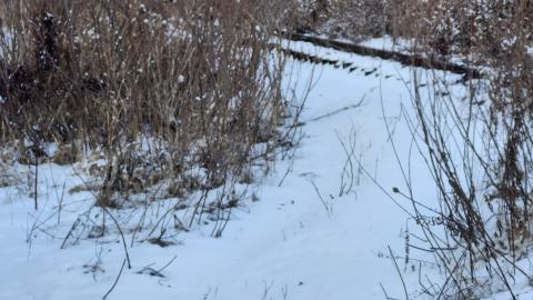 Belleville CN North industrial line (not operational) - 20250111_141435.jpg