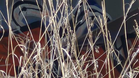 Belleville CN North industrial line (not operational) - 20250111_135552.jpg