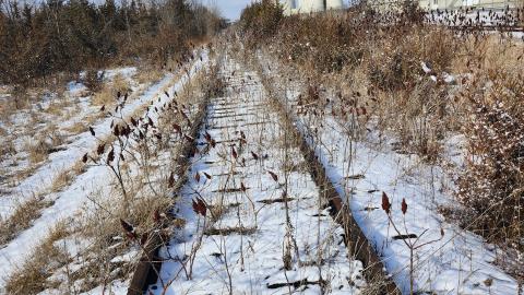 Belleville CN North industrial line (not operational) - 20250111_133952.jpg