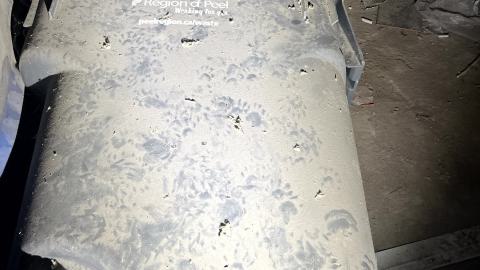 Glowing Eyes - IMG_5615.jpg