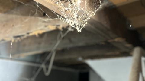 Glowing Eyes - IMG_5622.jpg