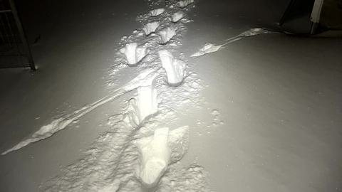 Glowing Eyes - IMG_5634.jpg