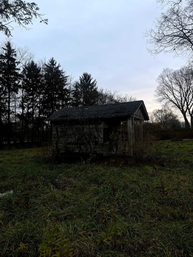an overgrown abandoned shed