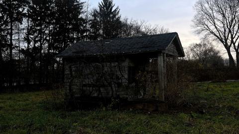 an overgrown abandoned shed