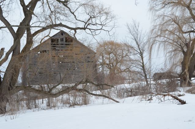 Mr. Barn Best Poser - DSC_0647.JPG
