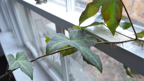 Niiice - DSC_0413.JPG