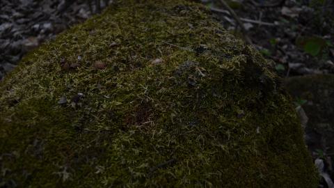 May '25 - DSC_0701.JPG