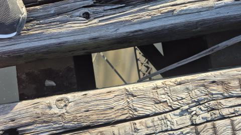 Down though the timbers