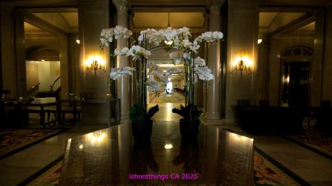 *Magnificent* - MAR 2025 - IMG_3228.JPG