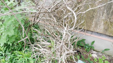 May 31, 2025 - P1220428.JPG