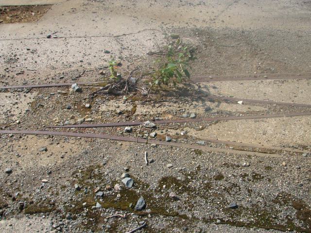 Remnants of the mine railway