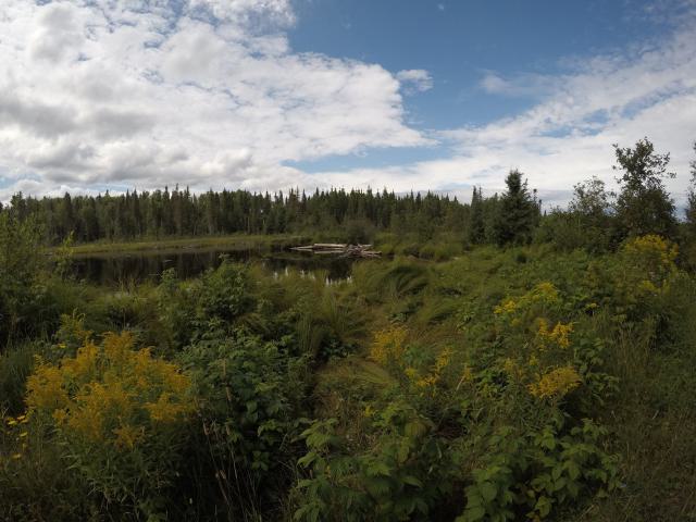 Old original road to the abandoned dock.