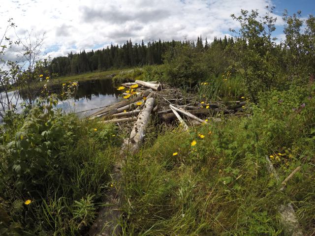Remains of a dock on the lake.