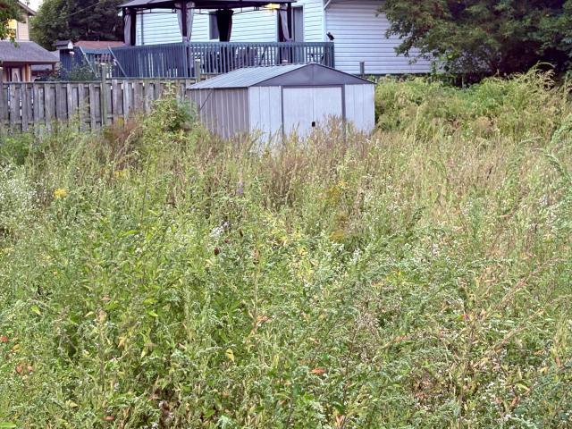 Lone Shed - St. Catharines, Ontario