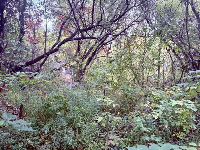 September 25, 2025 - IMG_6322.JPEG