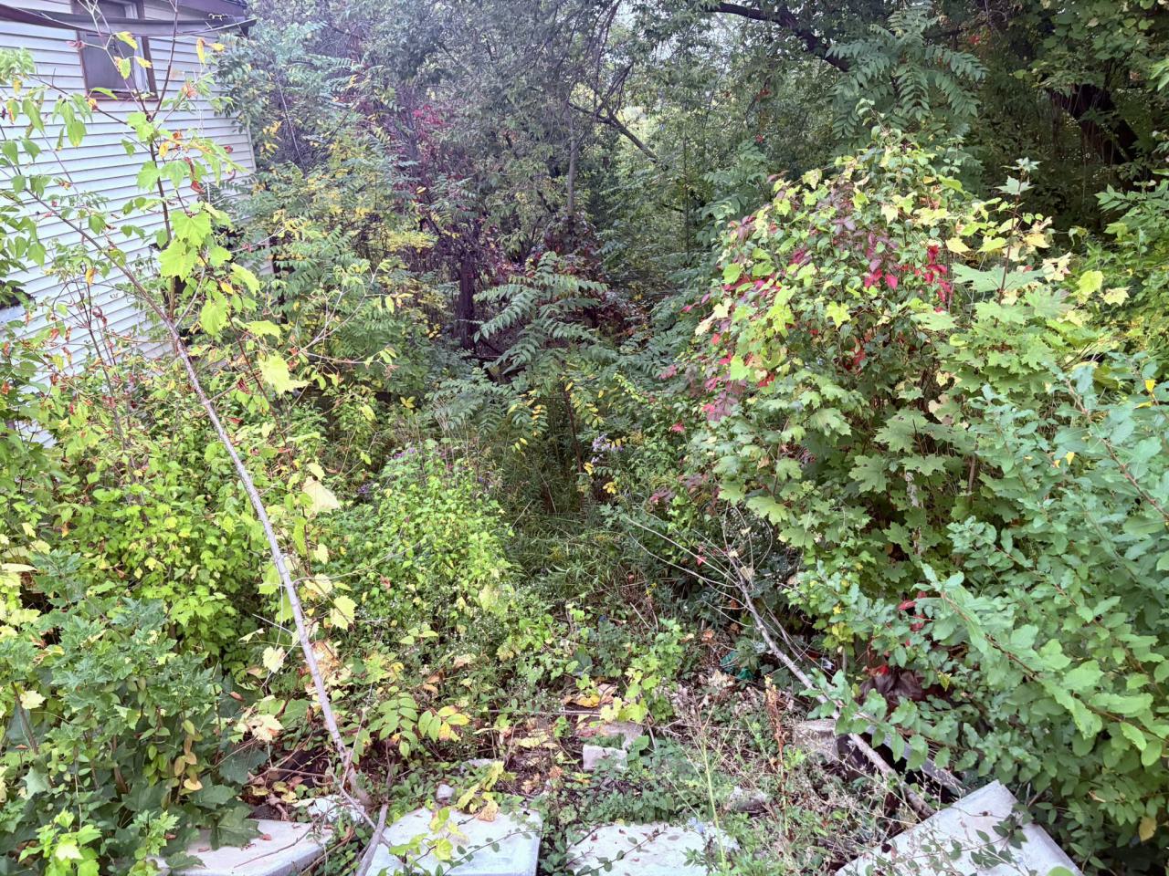 September 25, 2025 - IMG_6316.JPEG