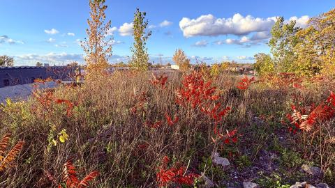 October 21, 2025 - IMG_8449.jpg