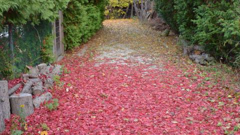 Lawrence Park Development: Coming Soon - DSC_0632.JPG