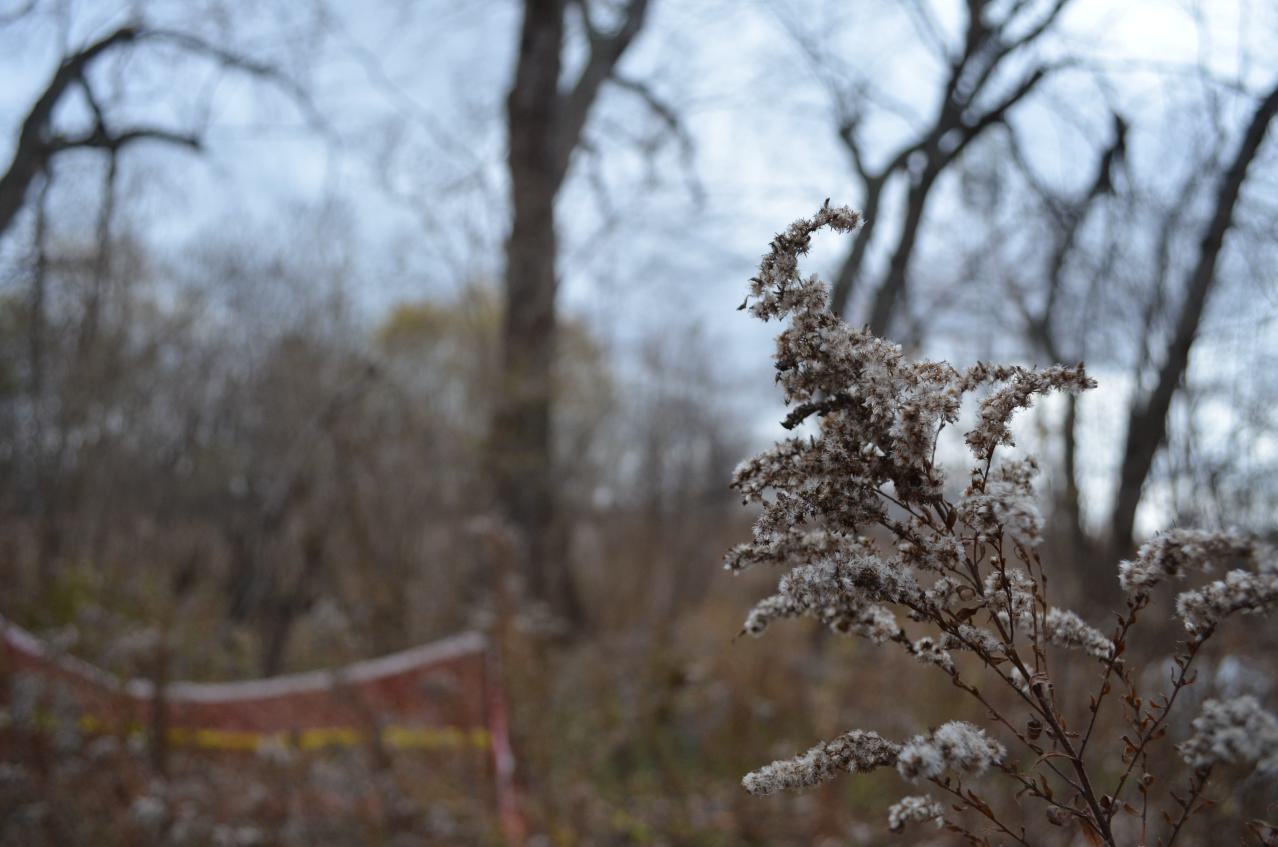 Ol' Finch's Foundations - DSC_0710.JPG