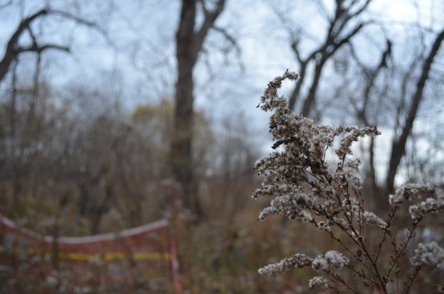 Ol' Finch's Foundations - DSC_0710.JPG