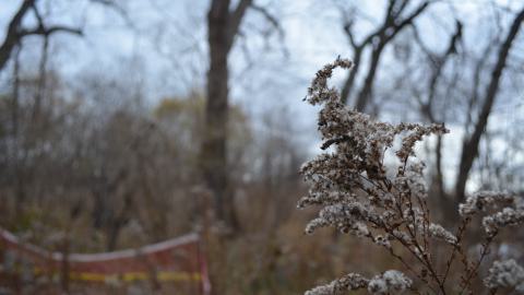 Ol' Finch's Foundations - DSC_0710.JPG