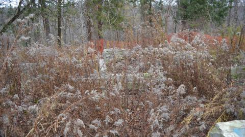 Ol' Finch's Foundations - DSC_0706.JPG