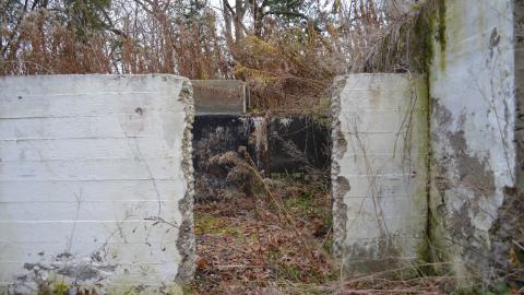 Ol' Finch's Foundations - DSC_0695.JPG