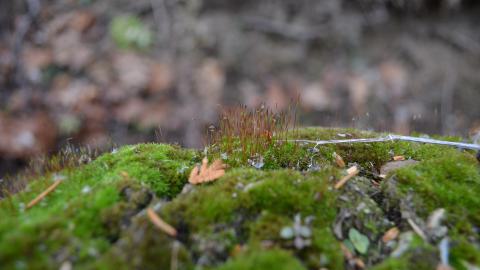 Ol' Finch's Foundations - DSC_0688.JPG