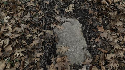 April 7 2025 - alice.JPG