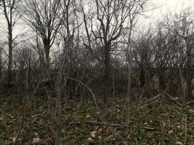 April 7 2025 - cemetery 2.JPG