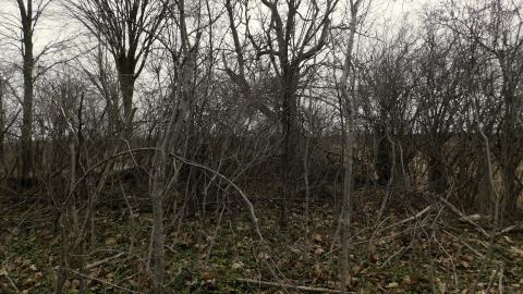 April 7 2025 - cemetery 2.JPG