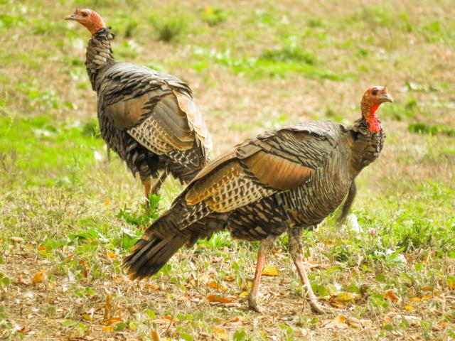The (Real) St. David's Tunnel - IMG_6767-2.jpg