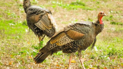 The (Real) St. David's Tunnel photo 5