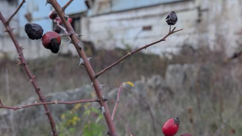 November 2025 - PXL_20251111_135611481.jpg