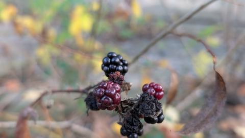 November 2025 - PXL_20251111_141224509.jpg