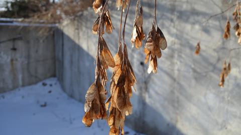 Found To The Downations - DSC_0013.JPG