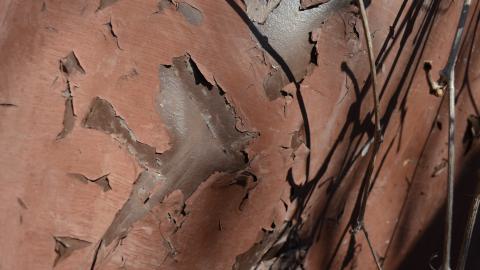 Found To The Downations - DSC_0006.JPG