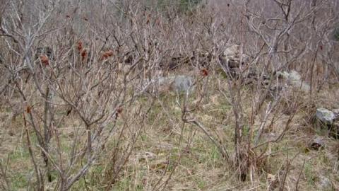 Running Ragged - Ragged-Rapids-(ghost-town)15.jpg