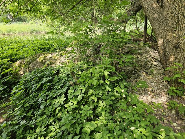 A Stone Wall or Two photo 5