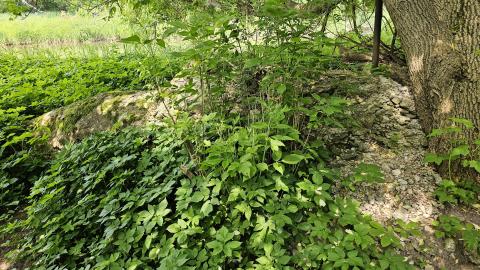 Way Back When - 6948668d-cee3-4a41-b1b7-59247ed71f62.jpg