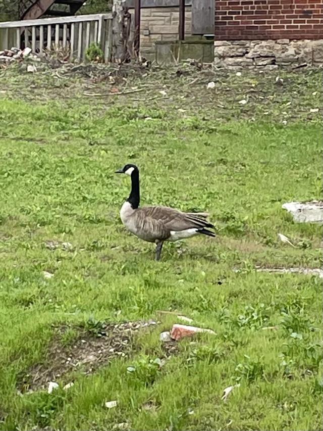 The Harcroft House photo 3