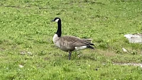 Photo from Cobra Chicken