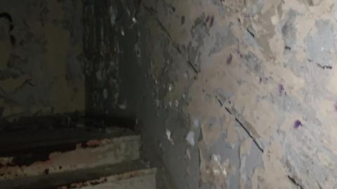 Black Mold Supreme - 71d27910-d813-4813-8bea-366f79509990.jpeg