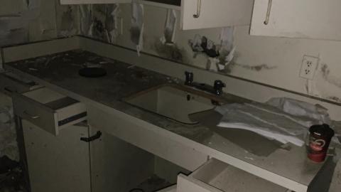 Black Mold Supreme - 1d3e434d-f63e-4325-9165-fa159508b792.jpeg