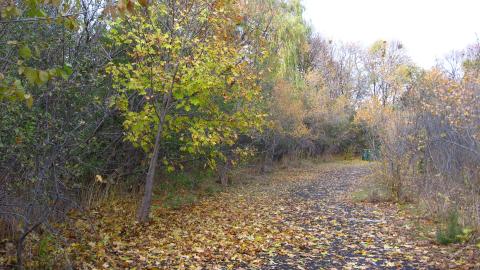 York Mills / DVP On-Ramp cover photo