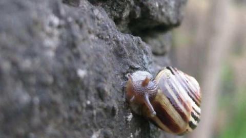 Lock then and now - 2nd-Welland-Canal-Lock-c.-185010.jpg